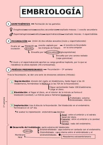 Esquema-embriologia.pdf