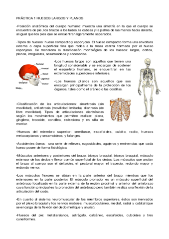 Memoria-practicas-anatomia-PDF.pdf
