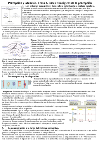 Percepcion-y-Atencion.pdf