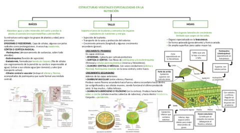 Estructuras-vegetales-especializadas-en-la-nutricion.pdf