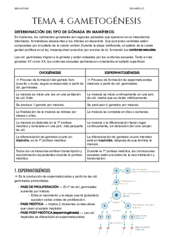 Tema-4-Gametogenesis.pdf