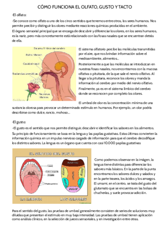 NUESTROS-SENTIDOS.pdf