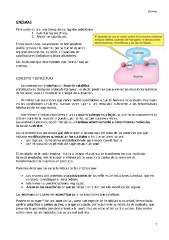 Enzimas.pdf