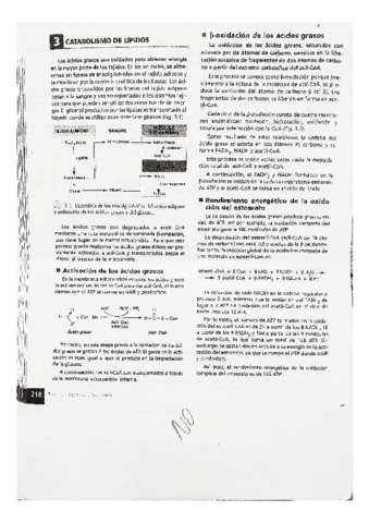 BIOLOGIA-catabolismo-de-los-lipidos.pdf