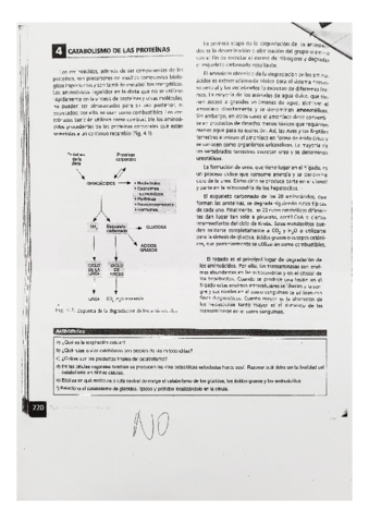 BIOLOGIA-catabolismo-de-las-proteinas.pdf