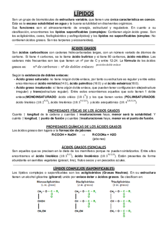 LIPIDOS.pdf