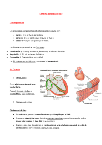 17-Sistema-cardiovascular.pdf