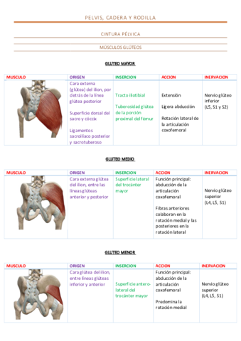 Tabla-musculos-mb-inf.pdf