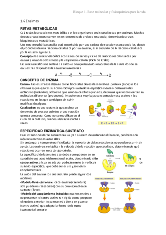 1.6 Enzimas