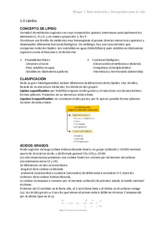 1.4 Lípidos