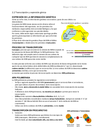 2.2 Transcripción y expresión génica
