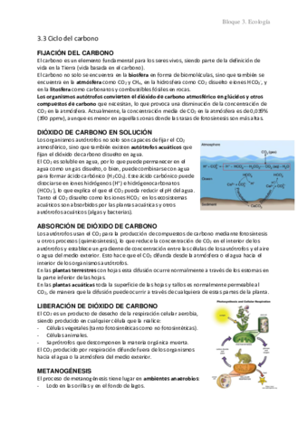 3.3 Ciclo del carbono