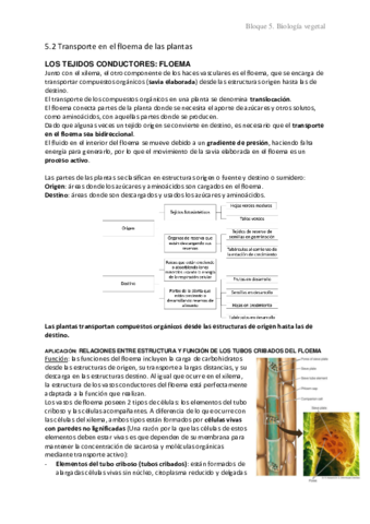 5.2 Transporte en floema de las plantas