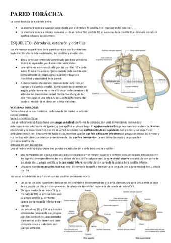 PARED-TORACICA-diafragma-abdominal-inguinal.pdf