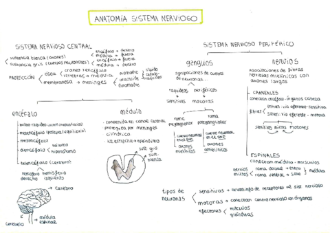 esquemas-sistema-nervioso-1.pdf