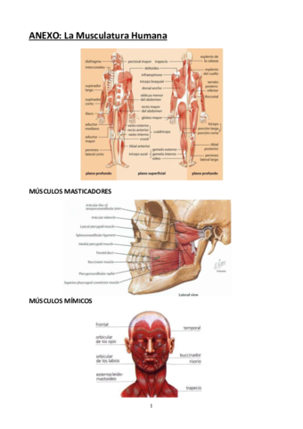 Anexo-La-Musculatura-Humana.pdf