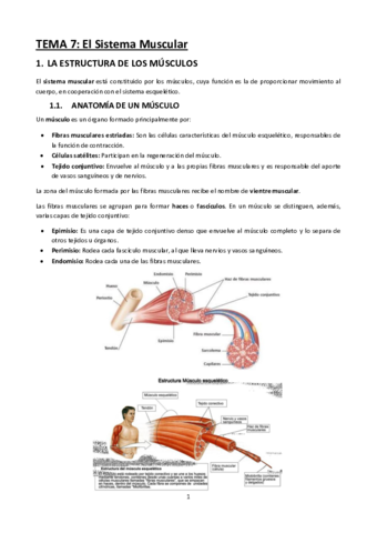 Tema-7-El-Sistema-Muscular.pdf