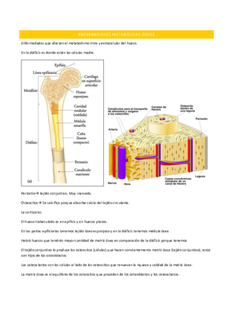 enfermedades-metabolicas-oseas.pdf