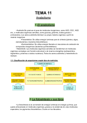 Anabolismo.pdf