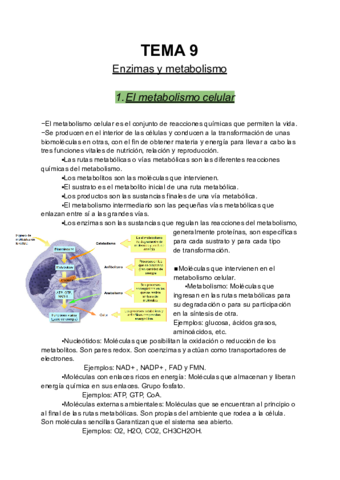 Enzimas-y-metabolismo.pdf