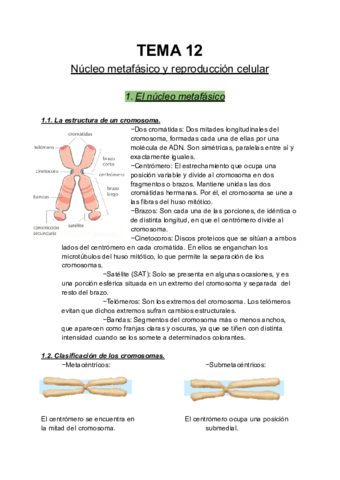 Nucleo-metafasico-y-reproduccion-celular.pdf