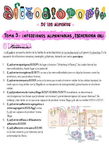 Tema-3-Escherichia-coli.pdf