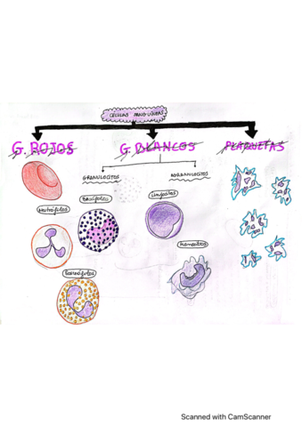 Mapa-Celular--2LCB.pdf