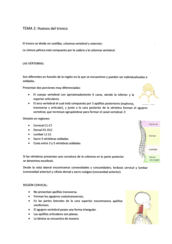 Anatomia-TEMA2-huesos-del-tronco.pdf