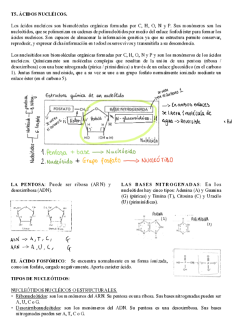 BLOQUE 1 - T 5. ÁCIDOS NUCLÉICOS.pdf