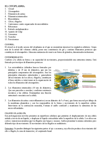 BLOQUE 2 - EL CITOPLASMA..pdf