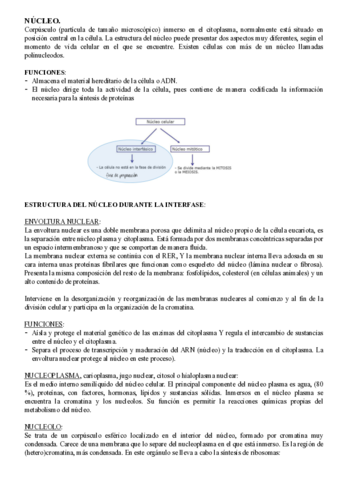 BLOQUE 2 - EL NÚCLEO.pdf