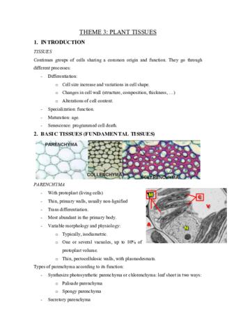 THEME-3-plant-tissues.pdf