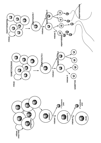 gametogenesis.pdf