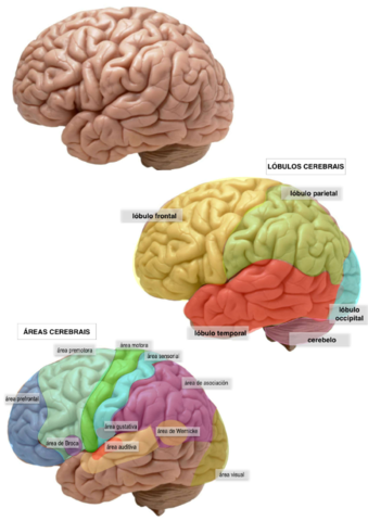cerebro.pdf