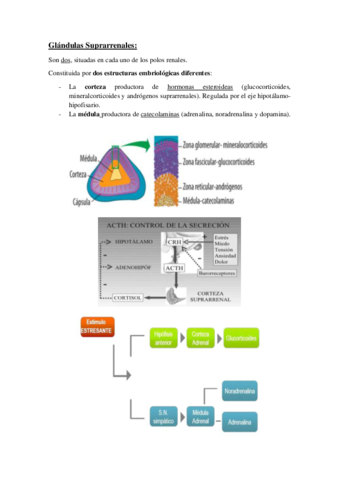 Glandulas-Suprarrenales.pdf