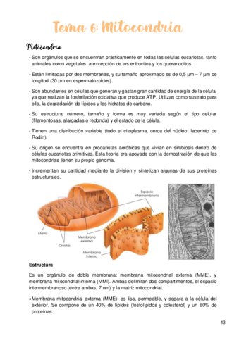 Tema-6-Mitocondria.pdf