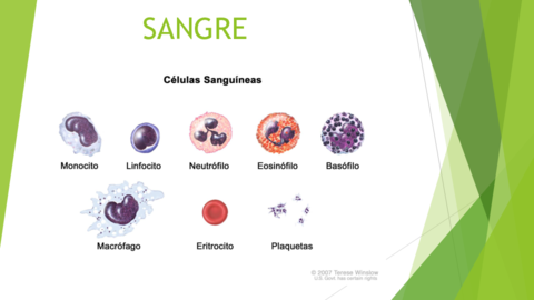 SANGRE.pdf