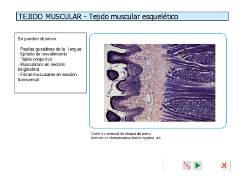 Muscular.pdf