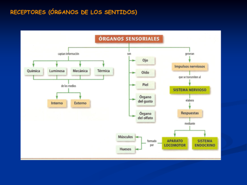 RECEPTORES-ORGANOS-DE-LOS-SENTIDOS.pdf
