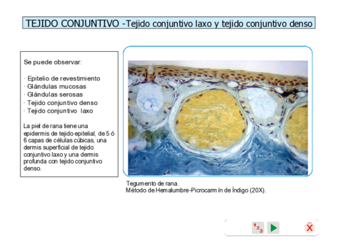 Conjuntivo.pdf
