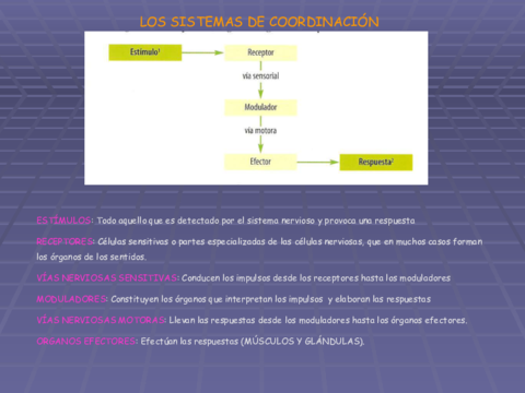 SISTEMAS-NERVIOSO-Y-ENDOCRINO.pdf