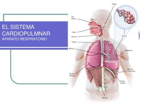 SISTEMA-CARDIOPULMONAR-APARATO-RESPIRATORIO.pdf