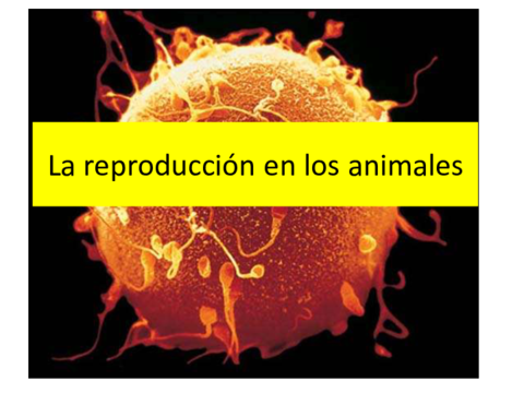 REPRODUCCION-ANIMAL.pdf