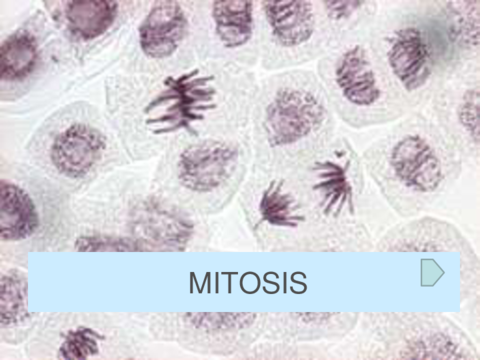 Mitosis.pdf