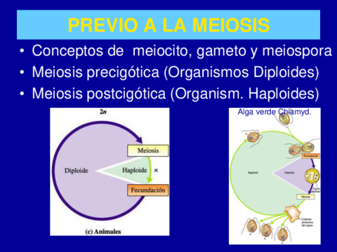 Meiosis.pdf