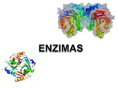 Enzimas.pdf