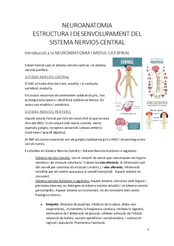 Neuroanatomia.pdf