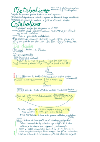 Metabolismo.pdf