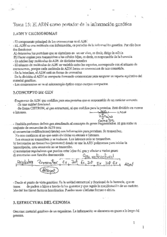 TEMA-15-ADN.pdf