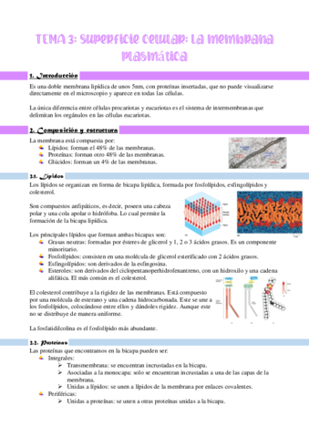 T3-SUPERFICIE-CELULAR.pdf